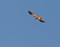 A Booted Eagle in fast flight Royalty Free Stock Photo