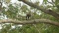 Booted eagle with fish