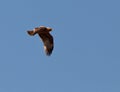 A Booted Eagle in flight Royalty Free Stock Photo