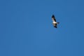 Booted eagle flying high in a deep blue sky Royalty Free Stock Photo
