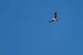 Booted eagle flying high in a deep blue sky Royalty Free Stock Photo