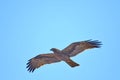 Booted Eagle Hieraaetus pennatus