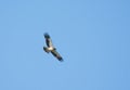 Booted eagle Hieraaetus pennatus or Aquila pennata Flight Shot