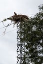 Booted eagle upon electricity pole near Ceguilla, Spain