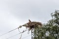 Booted eagle upon electricity pole, Ceguilla, Spain Royalty Free Stock Photo