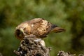 Booted Eagle Hieraaetus pennatus in the nature, Spain