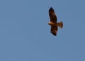 A Booted Eagle hovering in a blue sky