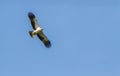 A Booted Eagle hovering in a blue sky Royalty Free Stock Photo