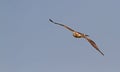 A Booted Eagle hovering in a blue sky Royalty Free Stock Photo