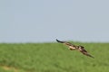 A Booted Eagle hovering in a blue sky Royalty Free Stock Photo
