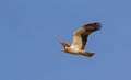 A Booted Eagle hovering in a blue sky Royalty Free Stock Photo