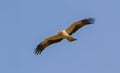 A Booted Eagle hovering in a blue sky Royalty Free Stock Photo