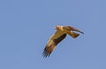 A Booted Eagle hovering in a blue sky Royalty Free Stock Photo