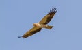 A Booted Eagle hovering in a blue sky Royalty Free Stock Photo