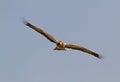 A Booted Eagle hovering in a blue sky Royalty Free Stock Photo