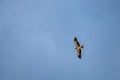 Booted eagle in pale morph soaring across clear sky Royalty Free Stock Photo