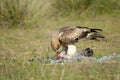 Booted eagle prey eaten in the field Royalty Free Stock Photo