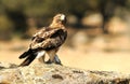 Booted eagle with prey in its claws