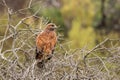 Booted Eagle