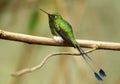 Booted Racket-Tail