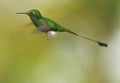 Booted Racket-tail hummingbird Royalty Free Stock Photo