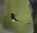 Booted Racket-tail hummingbird Royalty Free Stock Photo
