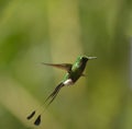 Booted Racket-tail hummingbird Royalty Free Stock Photo