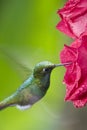 Booted Racket-tail Hummingbird - Mindo Cloud Forest - Ecuador