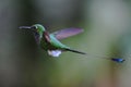 Booted Racket-tail (Ocreatus underwoodii) Hummingbird in flight