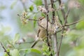 Booted warbler iduna caligata