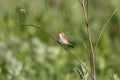 Booted warbler iduna caligata sitting on stick of grass