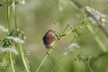 Booted warbler iduna caligata sitting on stick of grass