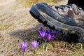 Booth crushing crocus flowers