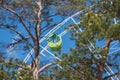 A booth on a Ferris wheel against a clear blue sky. The booth was shot through the branches of trees Royalty Free Stock Photo