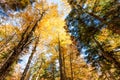 Bootom view trees in beautiful sunlit autumn forest Royalty Free Stock Photo