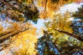 Bootom view trees in beautiful sunlit autumn forest Royalty Free Stock Photo