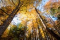 Bootom view trees in beautiful sunlit autumn forest Royalty Free Stock Photo