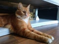 Boots the cat  1 love photos in the house. Royalty Free Stock Photo