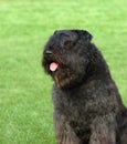 Boouvier des Flandres portrait