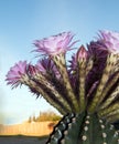 Boquet of Barrel Cactus Flowers in the early morning in Riverside California Royalty Free Stock Photo