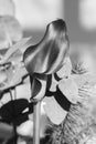 Bouquet of calla lily black and white