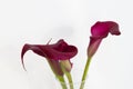 Bouquet of calla lily over white Royalty Free Stock Photo