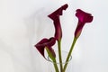 Bouquet of calla lily over white Royalty Free Stock Photo