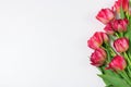 Boquet of red and pink tulips. Floral white background with space for text Royalty Free Stock Photo