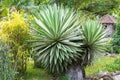 Boquete Escondido valley american agave