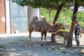 Bor,Serbia- September 12,2020:Two-humped camel  feeding time with a zoo keeper. Royalty Free Stock Photo