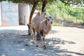 Bor,Serbia- September 12,2020:Two-humped camel, front view.