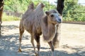 Bor,Serbia- September 12,2020:Two-humped camel on a sunny day. Royalty Free Stock Photo