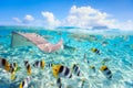 Bora Bora underwater Royalty Free Stock Photo