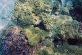 Bora Bora Lagoon reef scene from the surface Royalty Free Stock Photo
